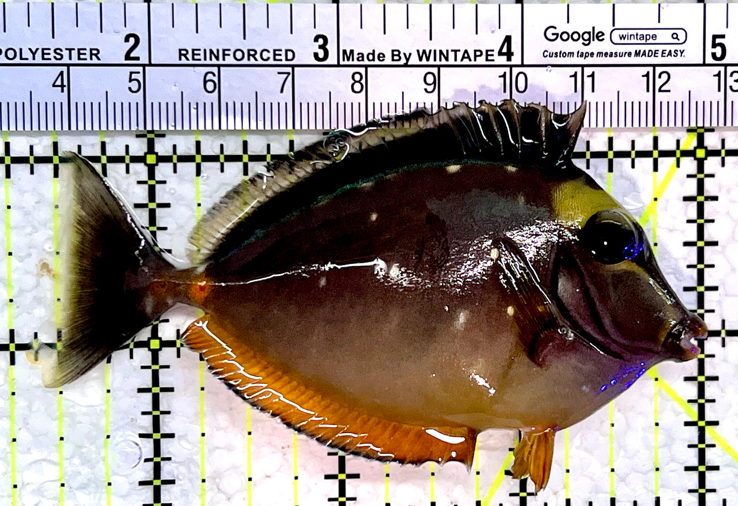 Naso Tang NT112302 WYSIWYG Size: M 3.5"