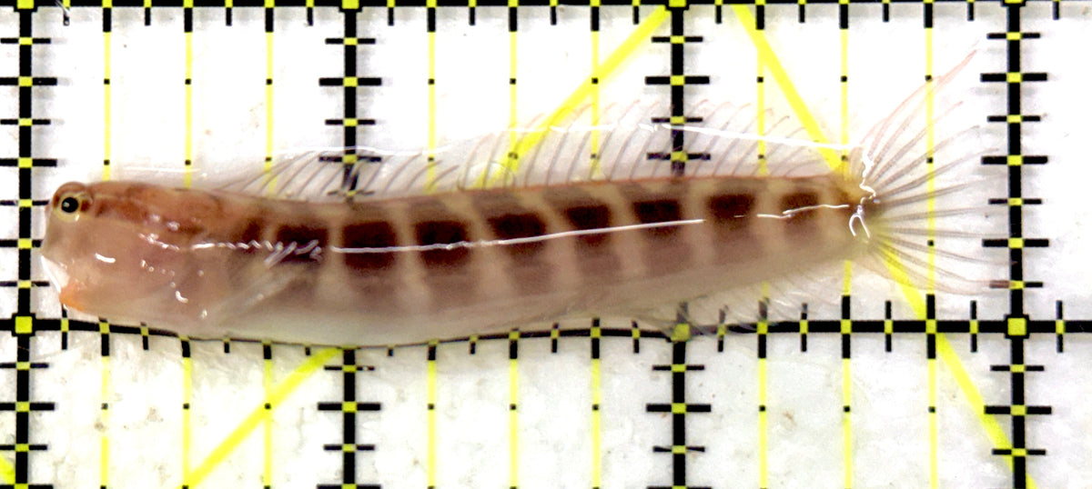 Linear Blenny LB100601 WYSIWYG Size: XL 3" approx