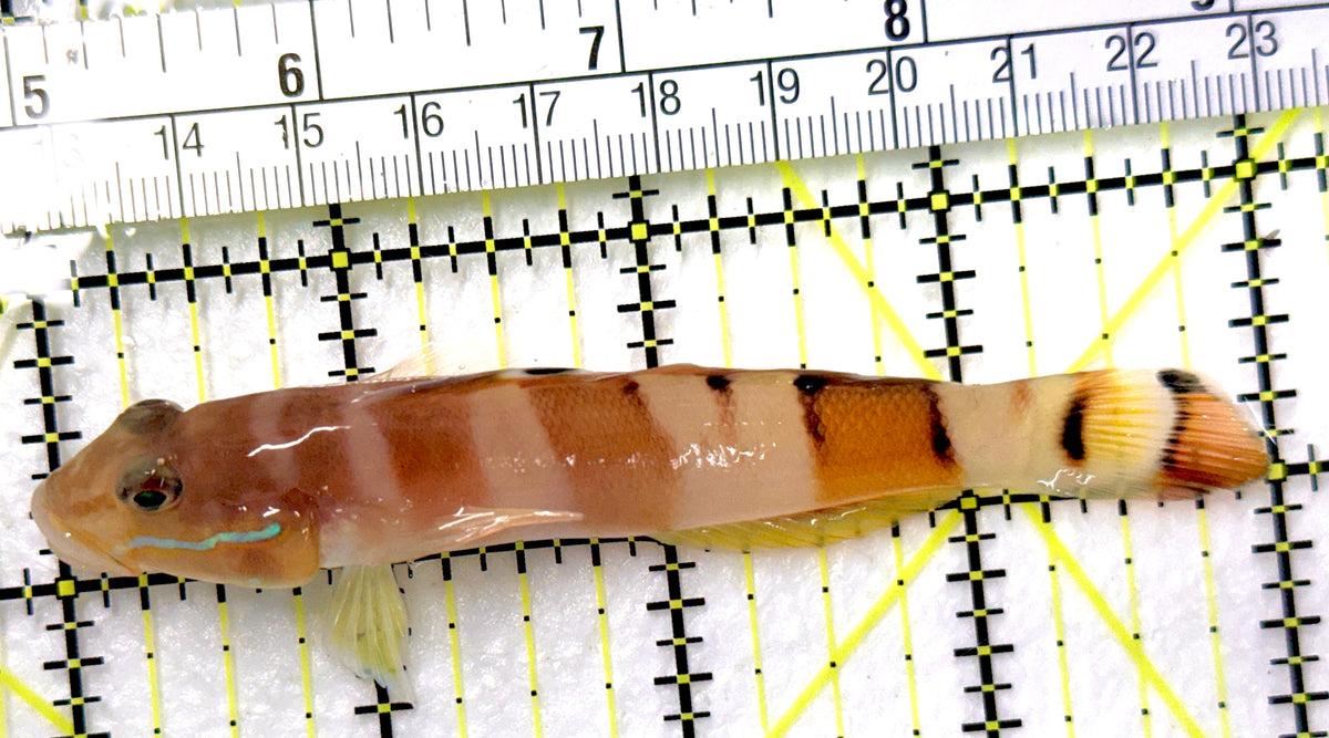 Tiger Wardi Goby TWG100601 WYSIWYG Size: XL 4" approx