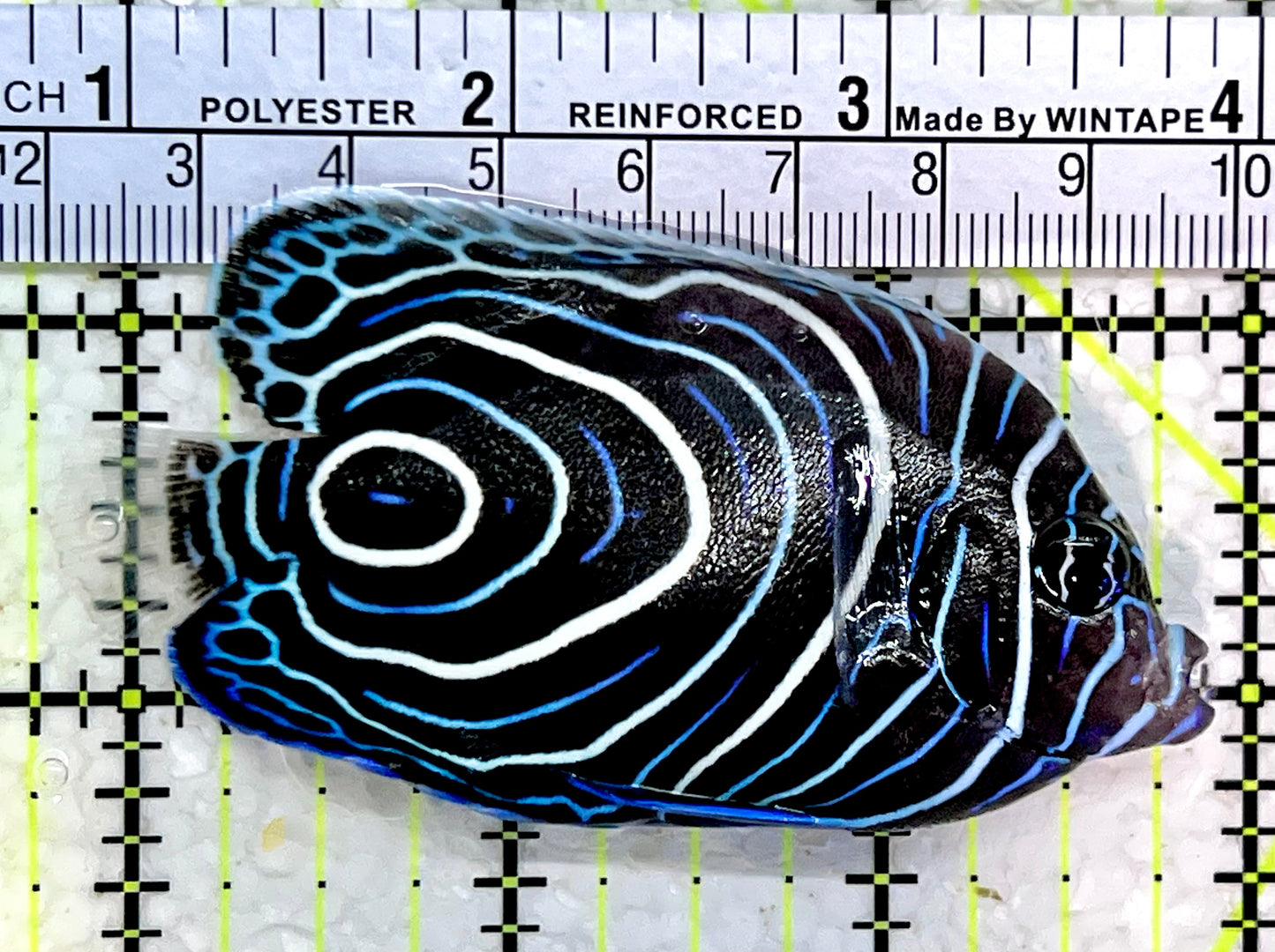 Emperor Angelfish Juvenile EAJ112303 WYSIWYG Size: L 3.25"
