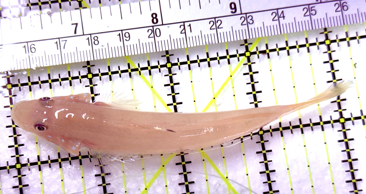 White Sand Shifting Sleeper Goby WSSSG100601 WYSIWYG Size: L 4.25" approx