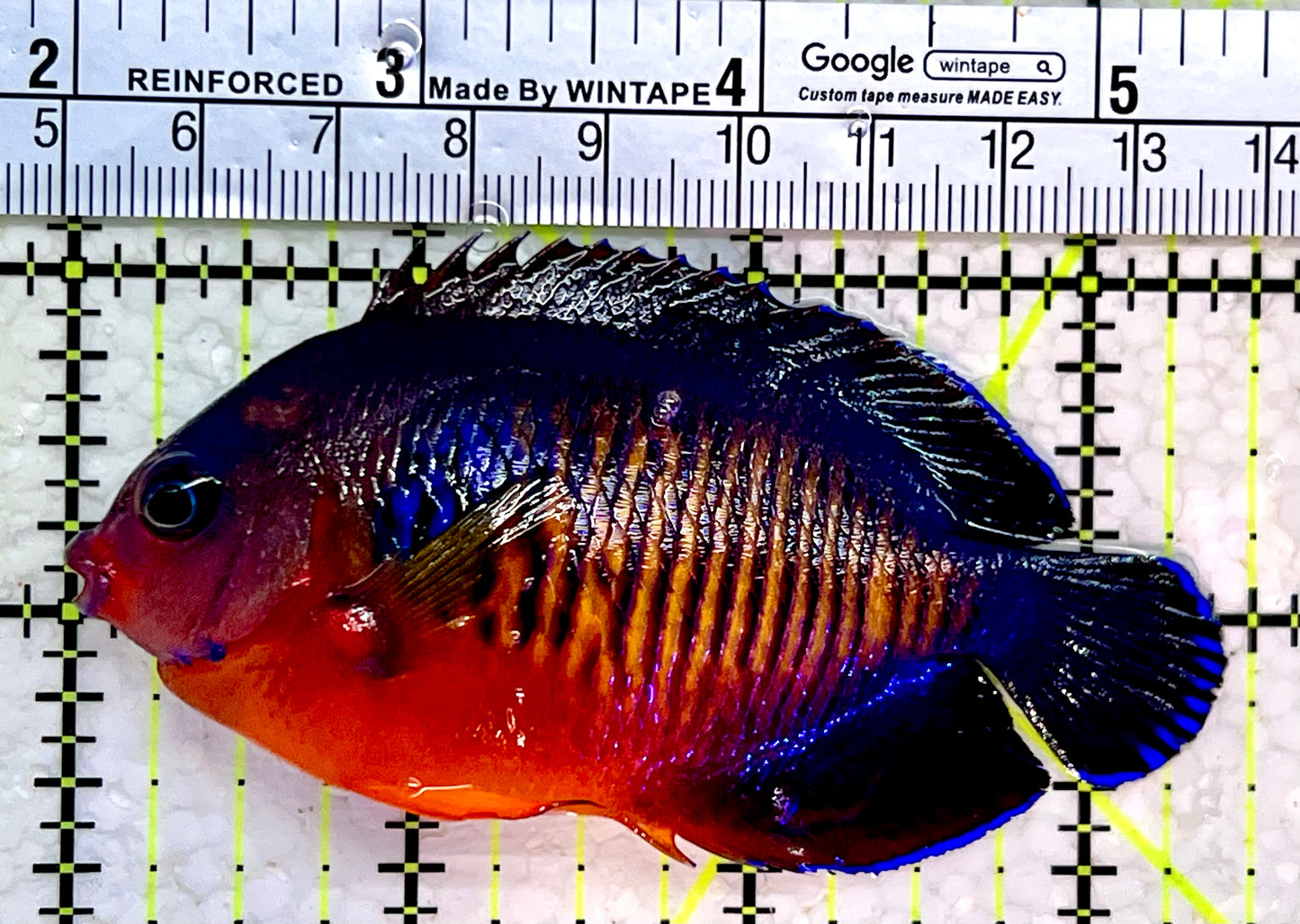Coral Beauty Angelfish CBA112302 WYSIWYG Size: XL 3.5"