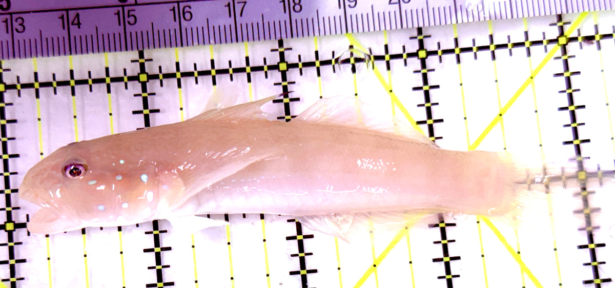 White Sand Shifting Sleeper Goby WSSSG100602 WYSIWYG Size: L 4.25" approx