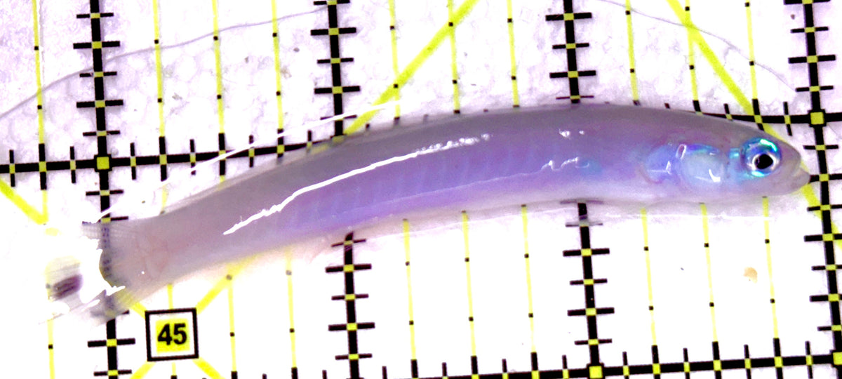 Blue Gudgeon Dartfish Goby BGDG100601 WYSIWYG Size: XXL 3.25" approx