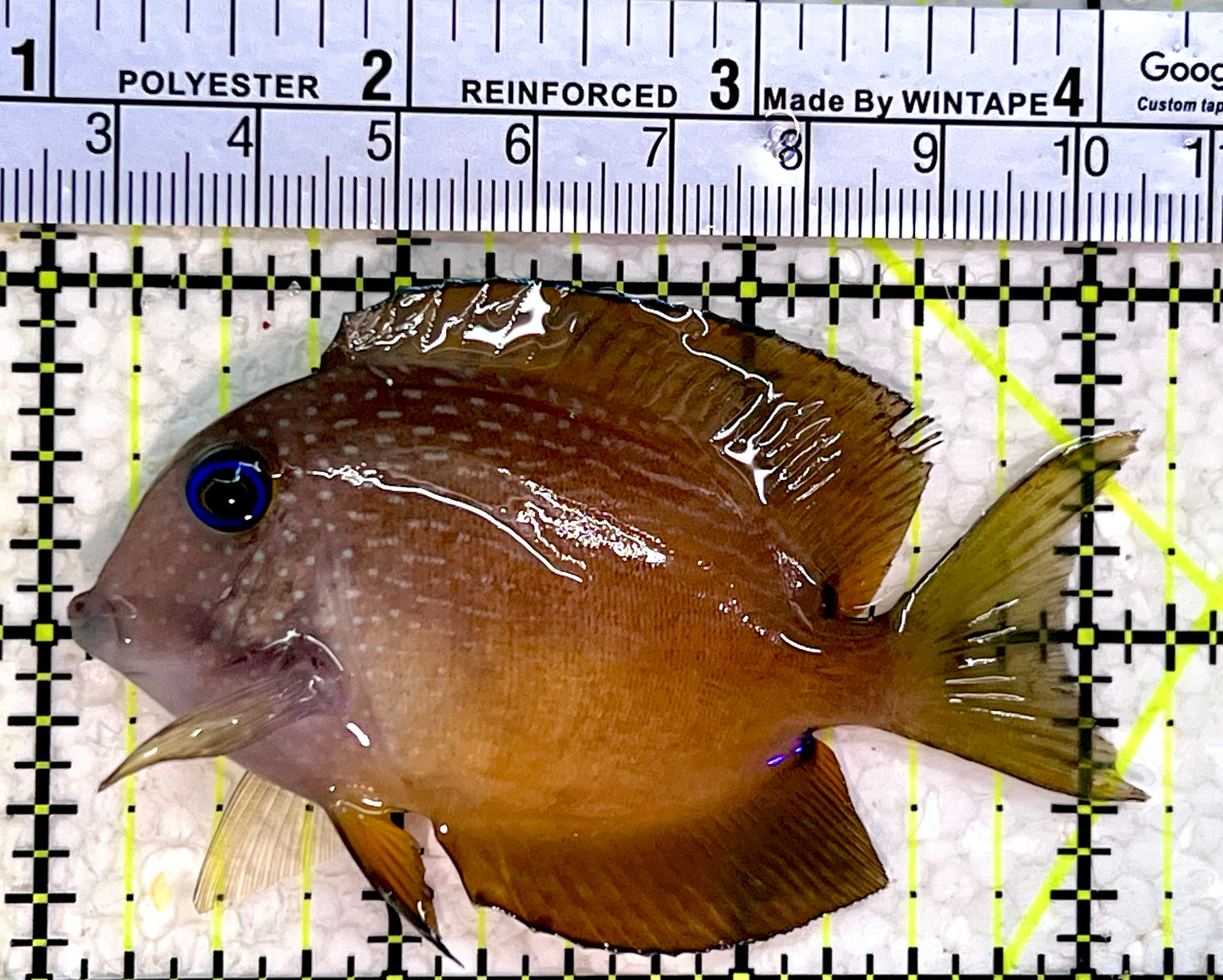 Blue Eye Kole Tang BET112302 WYSIWYG Size: L 3.25"