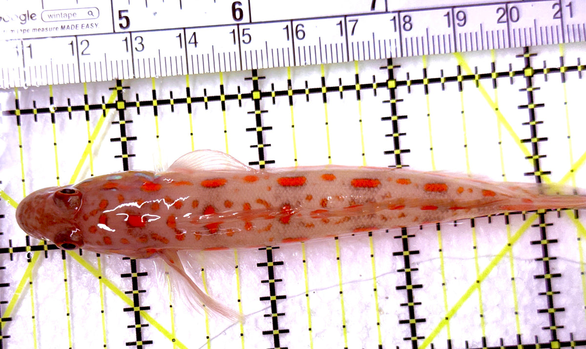 Diamond Watchman Goby DWG100505 WYSIWYG Size: XL 4" approx