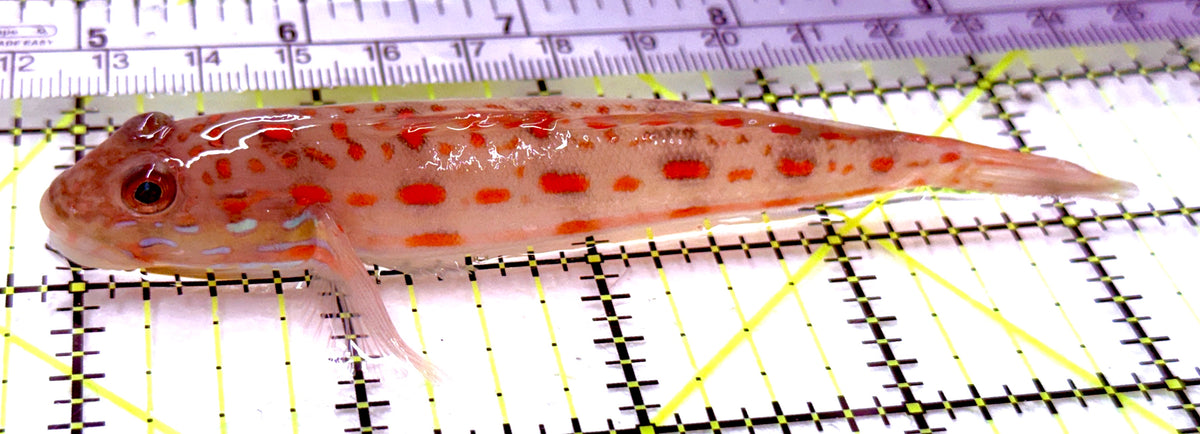 Diamond Watchman Goby DWG100503 WYSIWYG Size: XL 4.5" approx
