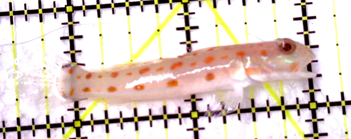 Diamond Watchman Goby DWG100504 WYSIWYG Size: M 2.5" approx
