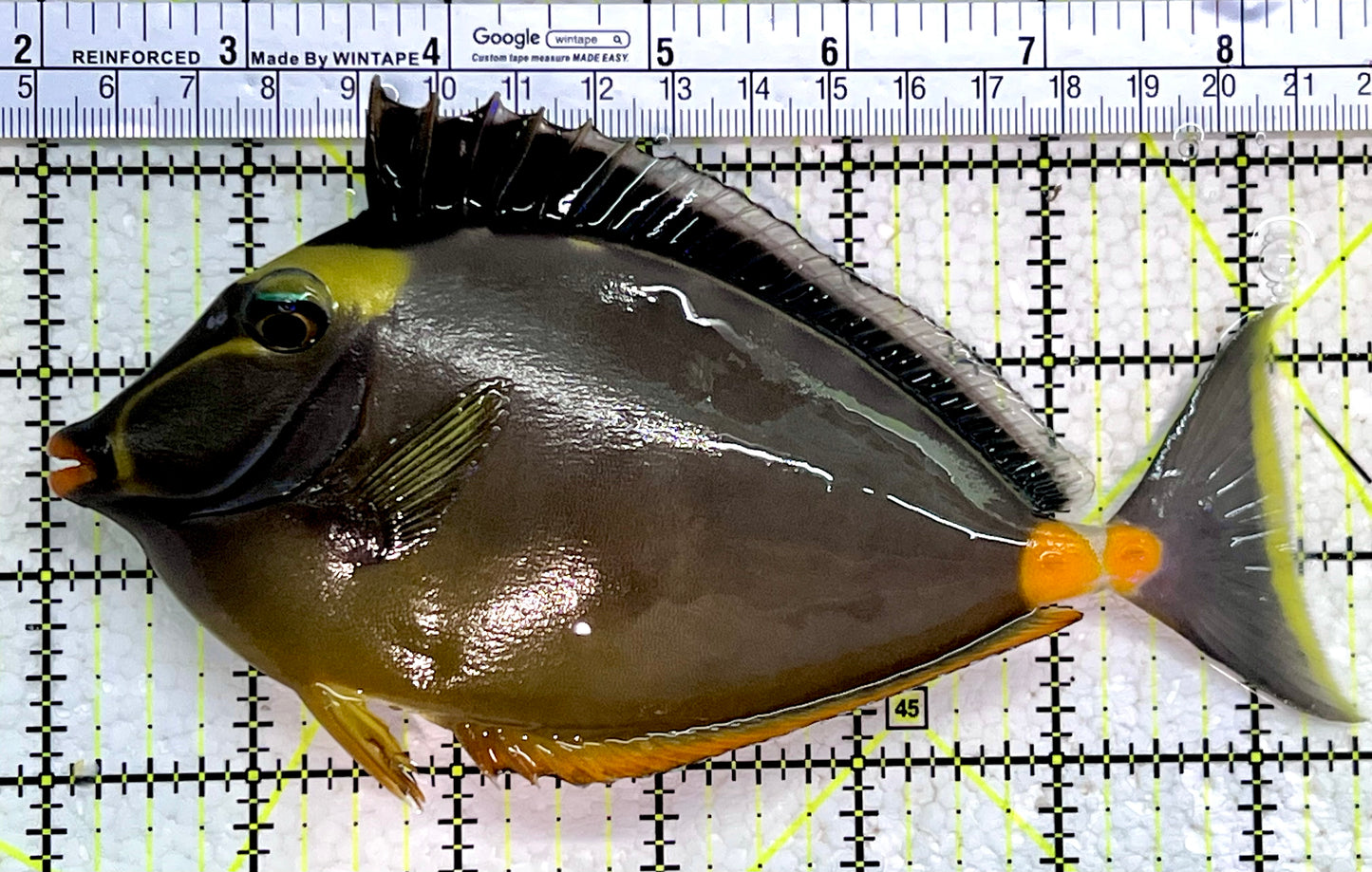 Naso Tang NT112303 WYSIWYG Size: XL 6.5"