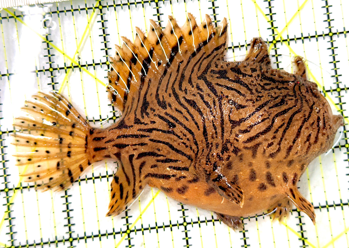 Shaggy Angler SA100601 WYSIWYG Size: XL 5.75" approx