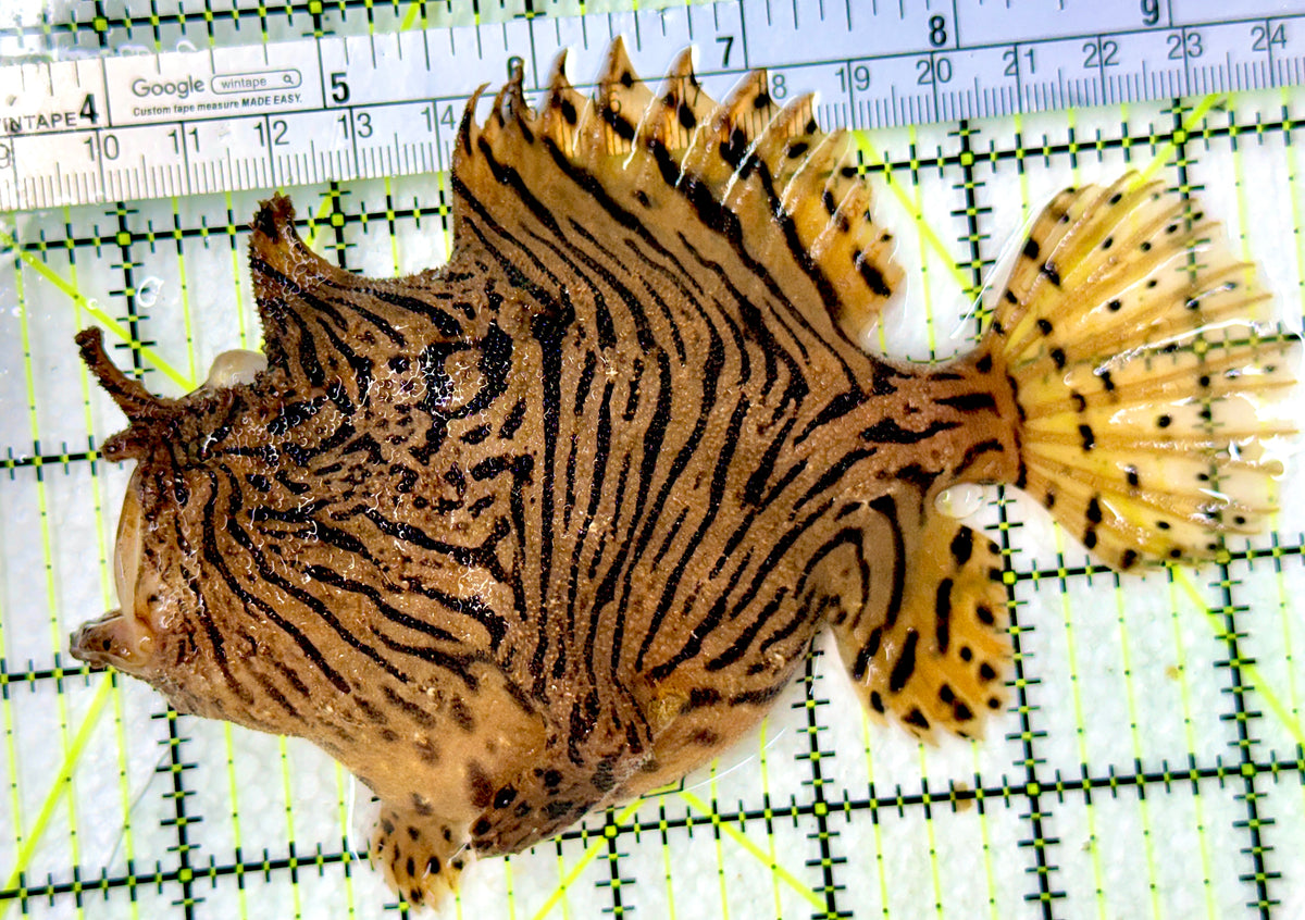Striated Anglerfish SA100301 WYSIWYG Size: XXL 6" approx