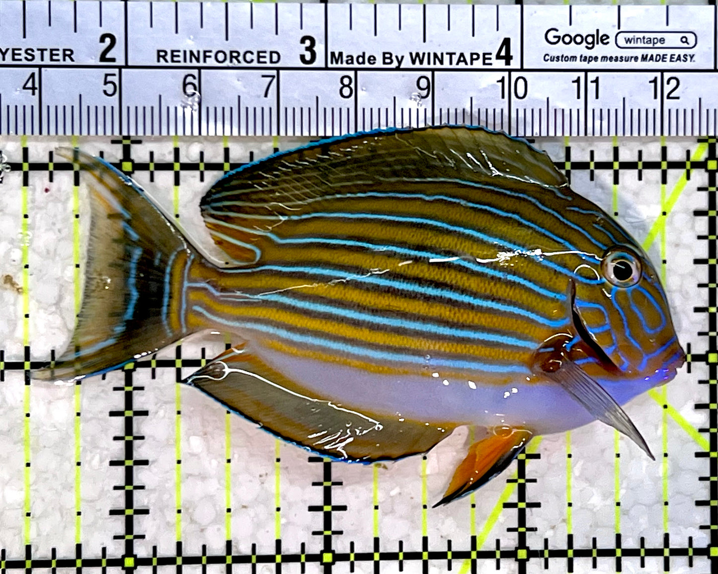 Clown Tang CT112302 WYSIWYG Size: M 3.25"