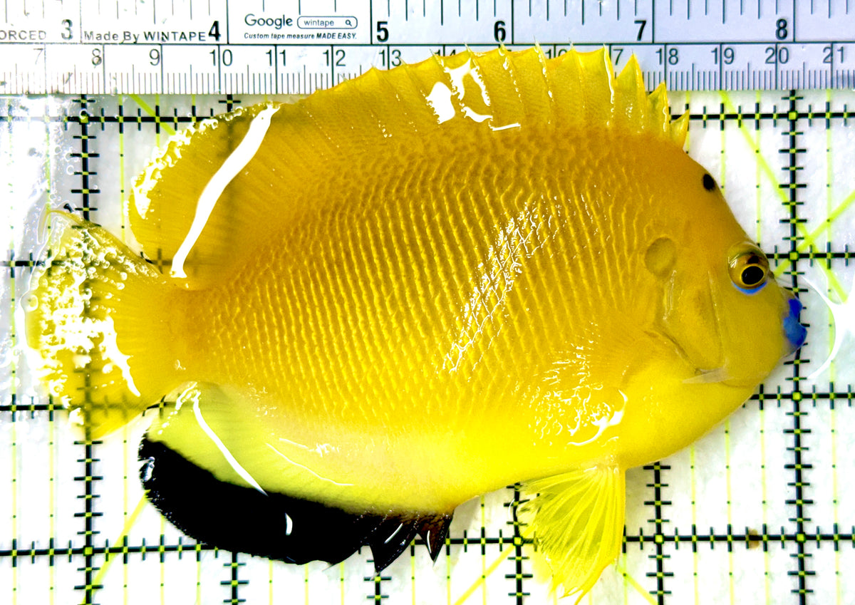 Flagfin Angelfish FA100301 WYSIWYG Size: XL 5.5" approx