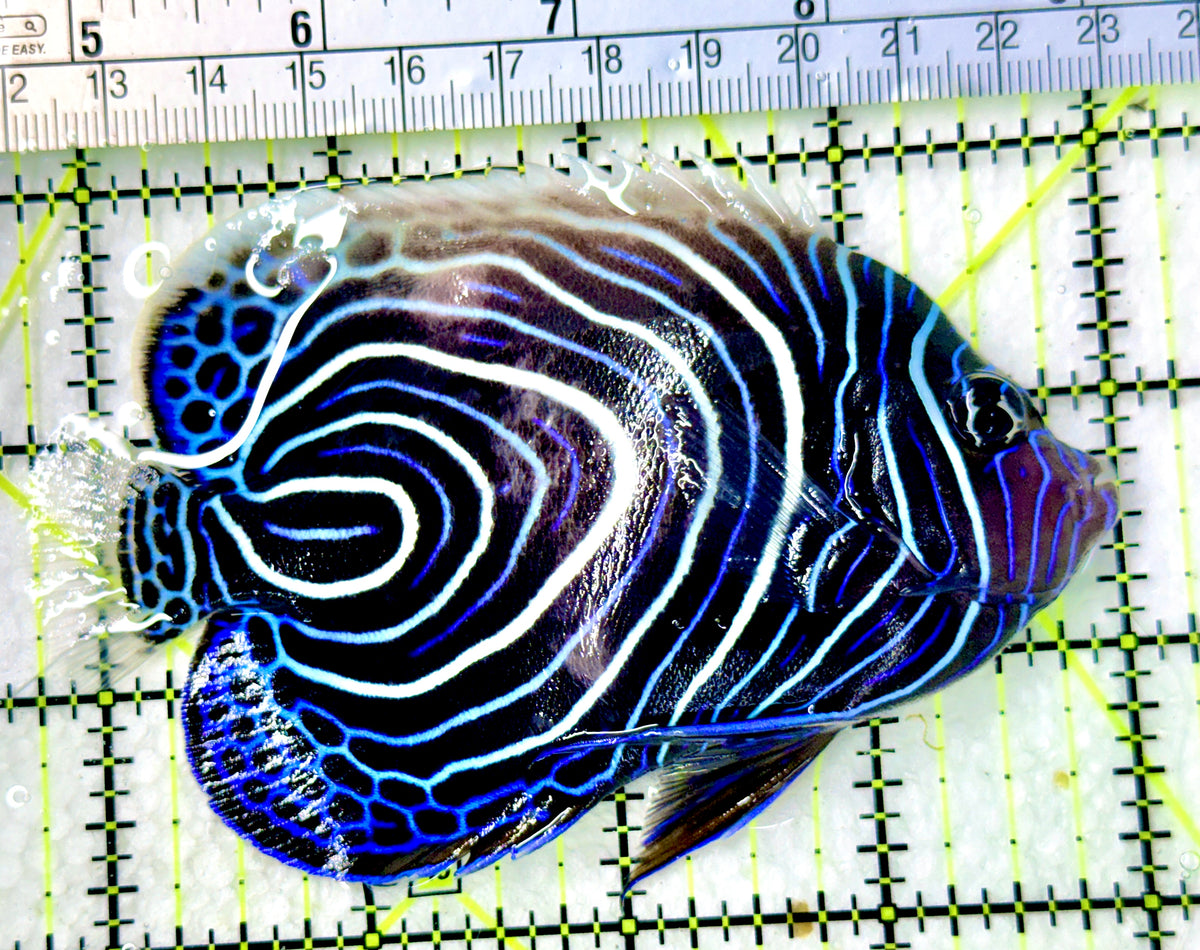 Emperor Angelfish Juvenile EAJ100301 WYSIWYG Size: L 4.25" approx