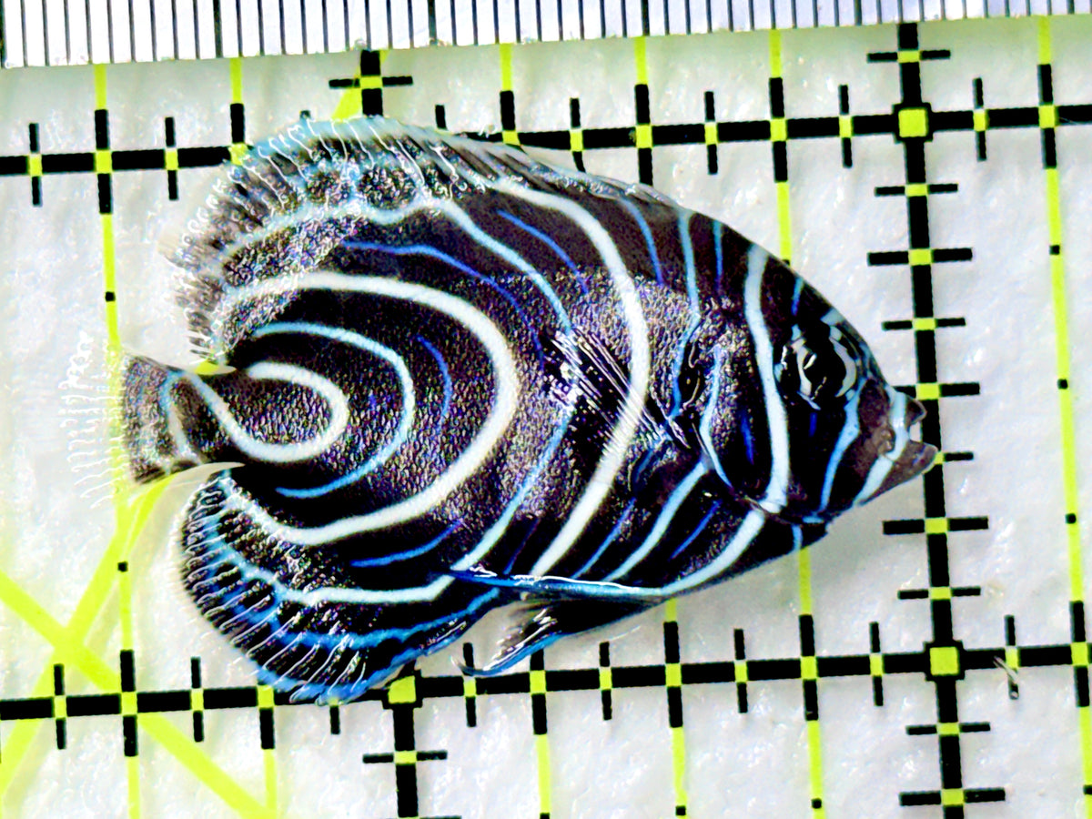 Emperor Angelfish Juvenile EAJ100302 WYSIWYG Size: S 1.5" approx