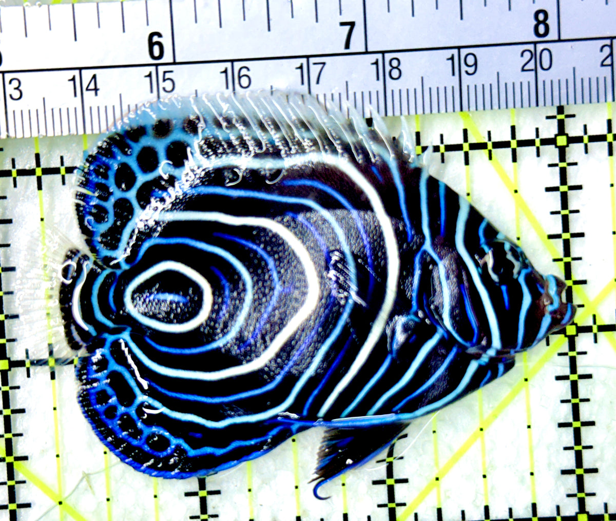 Emperor Angelfish Juvenile EAJ100303 WYSIWYG Size: M 3" approx