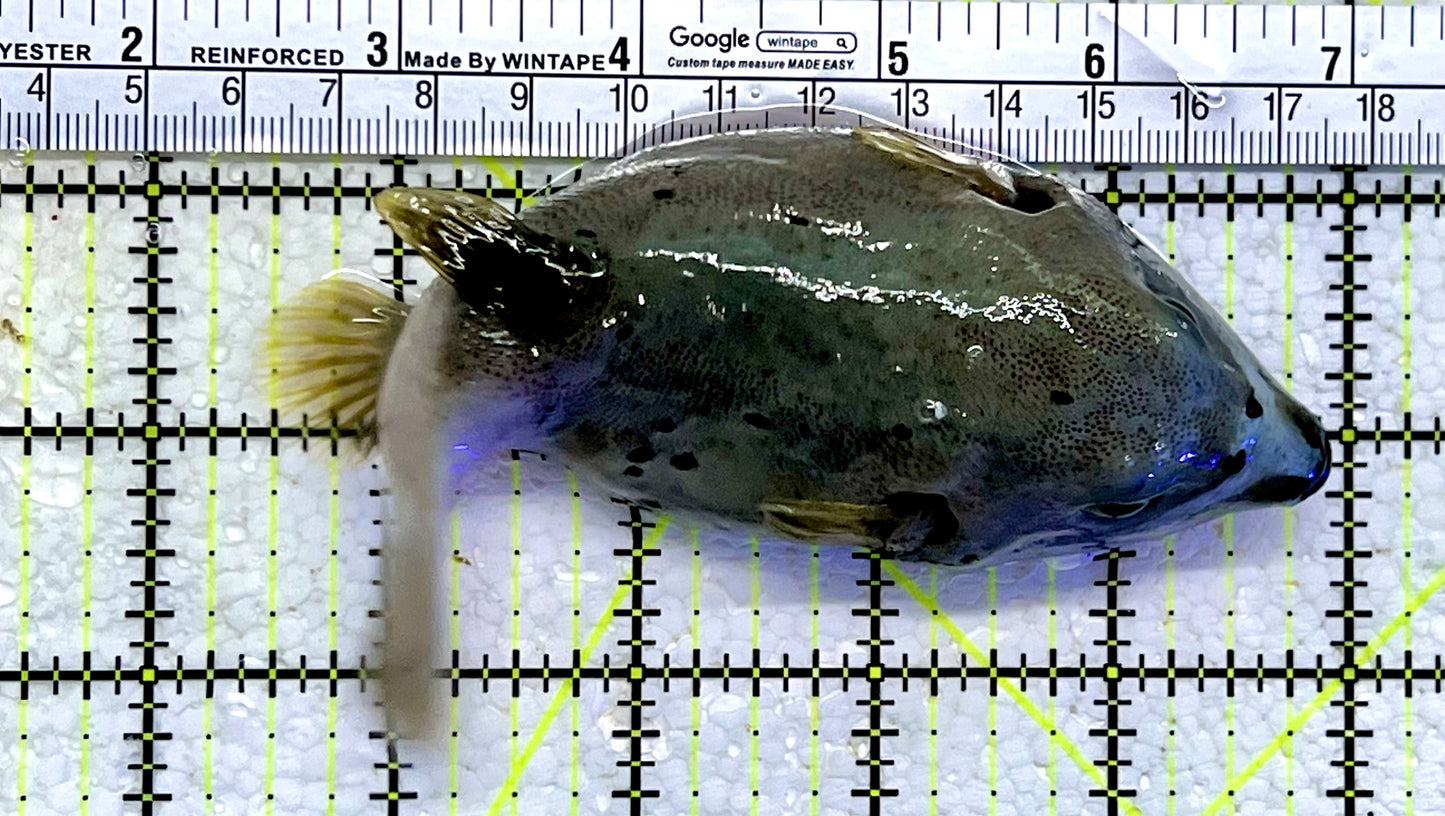 Dogface PufferFish DP112301 WYSIWYG Size: XL 5.5"