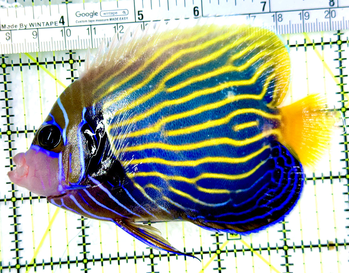 Emperor Angelfish Adult EAA100301 WYSIWYG Size: ML 5" approx