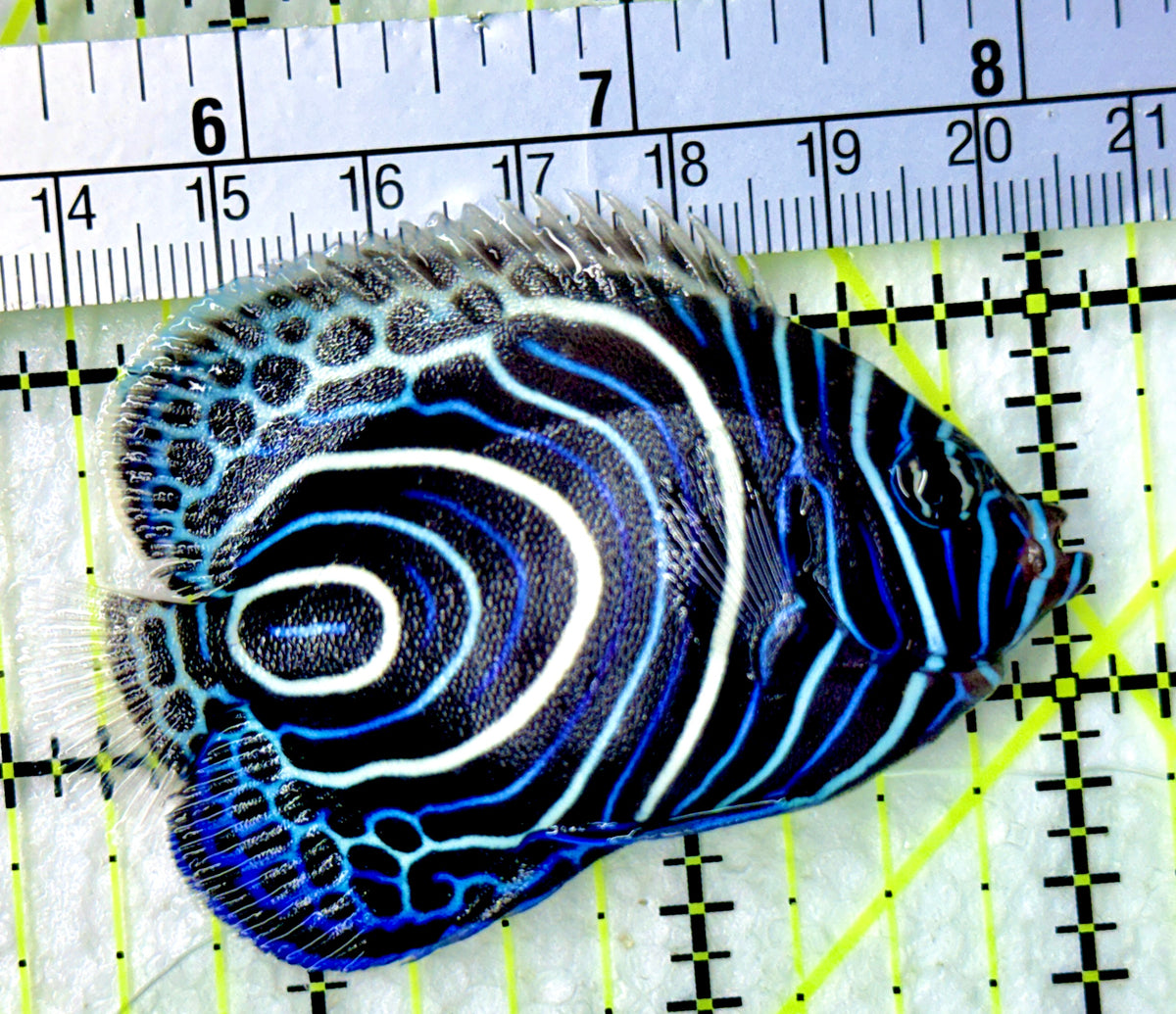 Emperor Angelfish Juvenile EAJ100304 WYSIWYG Size: M 2.75" approx
