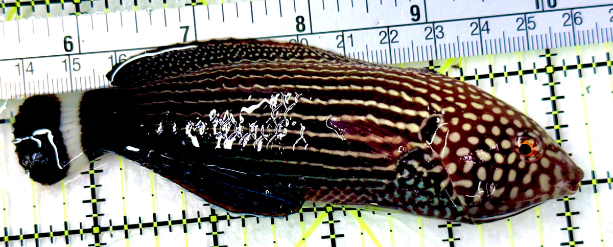 Lined Wrasse LW100301 WYSIWYG Size: SHOW 4.75" approx