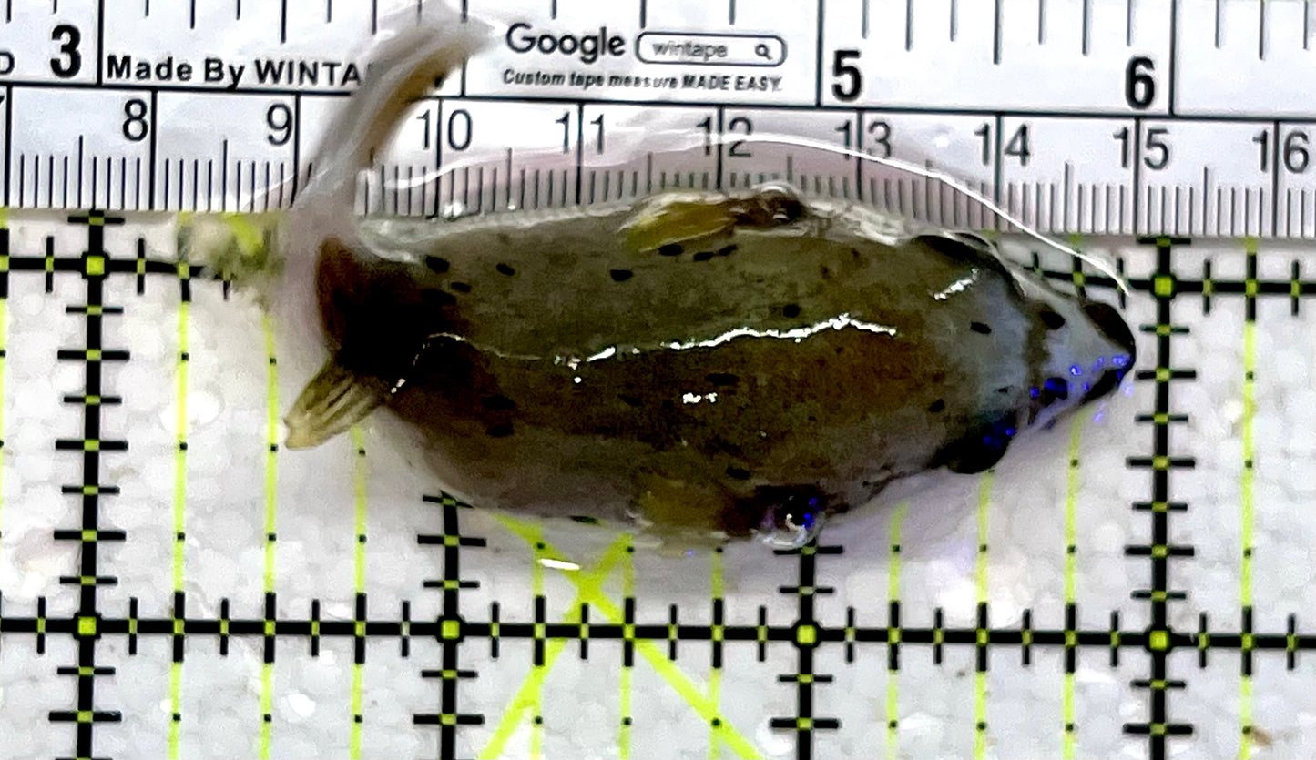 Dogface PufferFish DP112303 WYSIWYG Size: M 3.5"