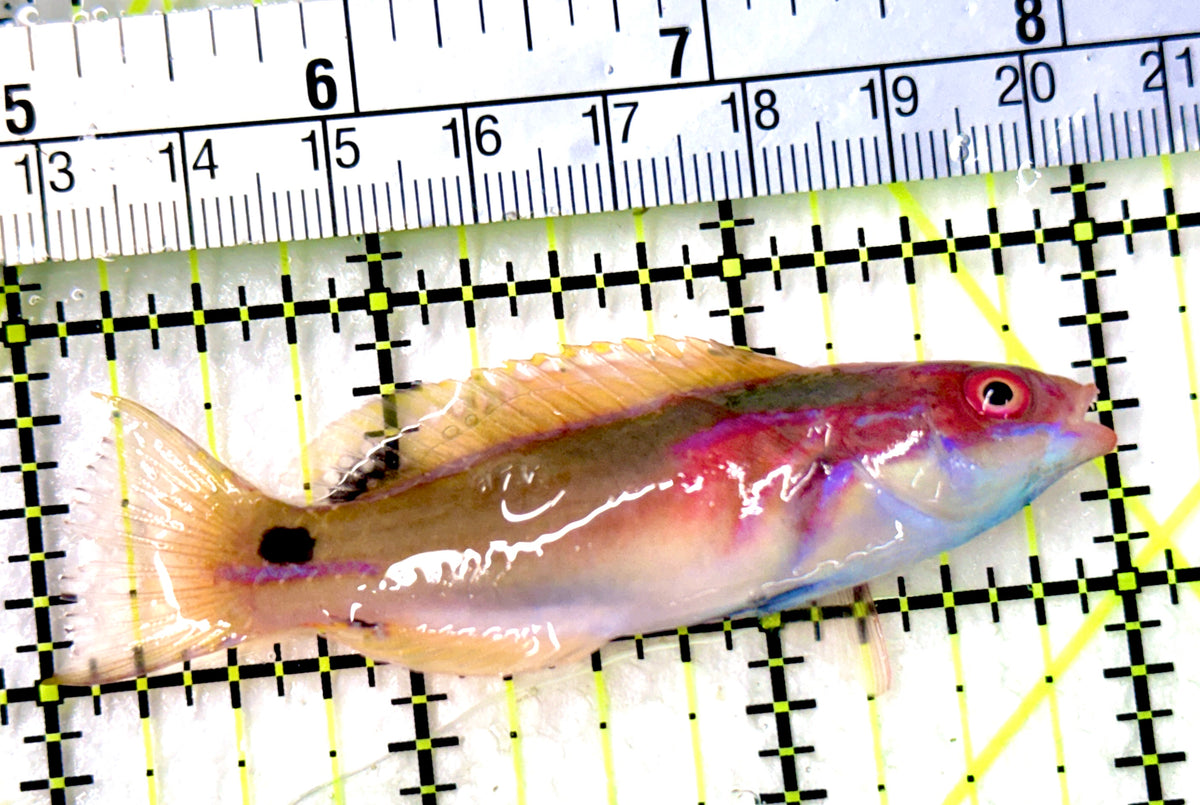 Exquisite Fairy Wrasse (Maldives Special Grade) EFW100301 WYSIWYG Size: M 3" approx