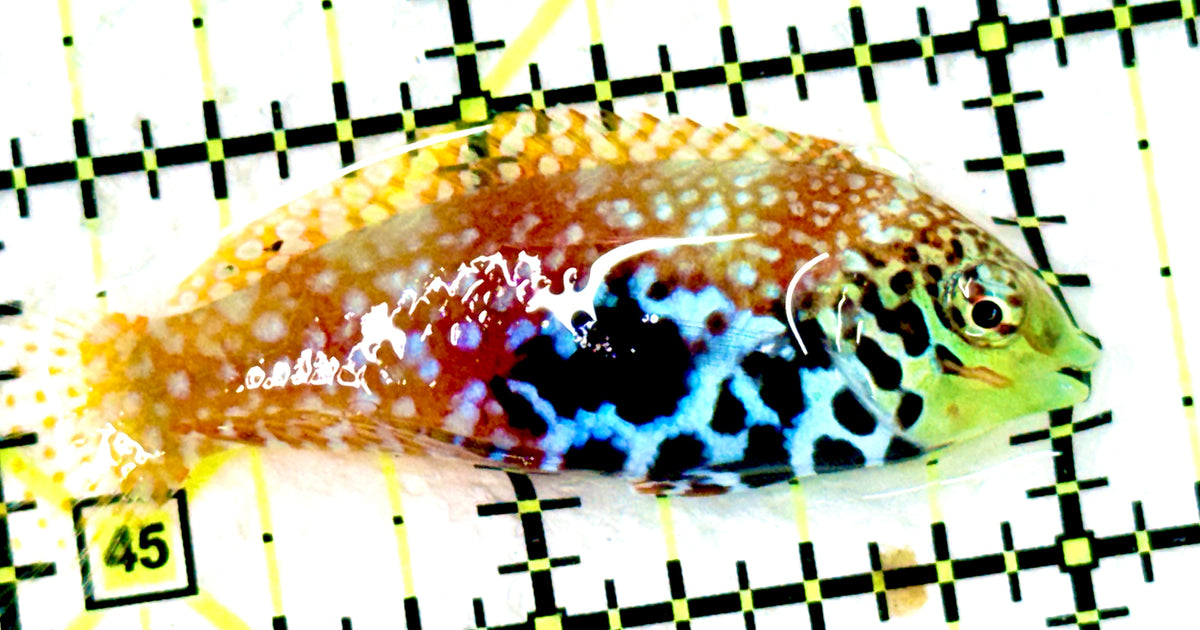 BlueStar Divided Leopard Wrasse Female BDLW100301 WYSIWYG Size: M 2" approx