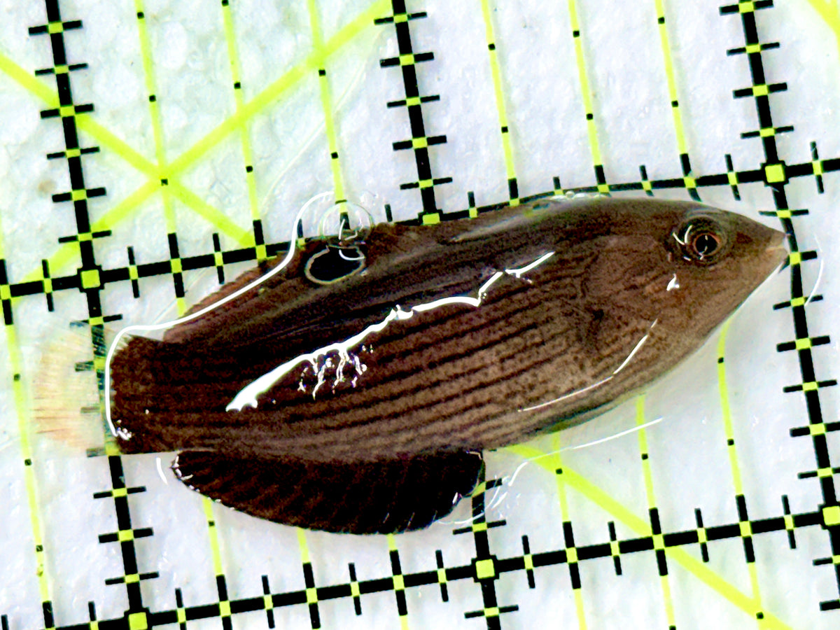 Dusky Wrasse DW100301 WYSIWYG Size: L 2.25" approx