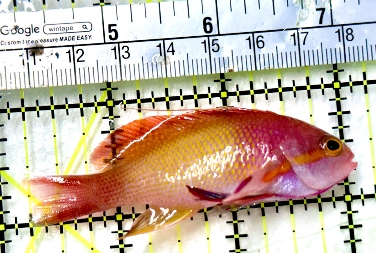Male Lyretail Anthias (Maldives) MLA100301 WYSIWYG Size: M 2.75" approx