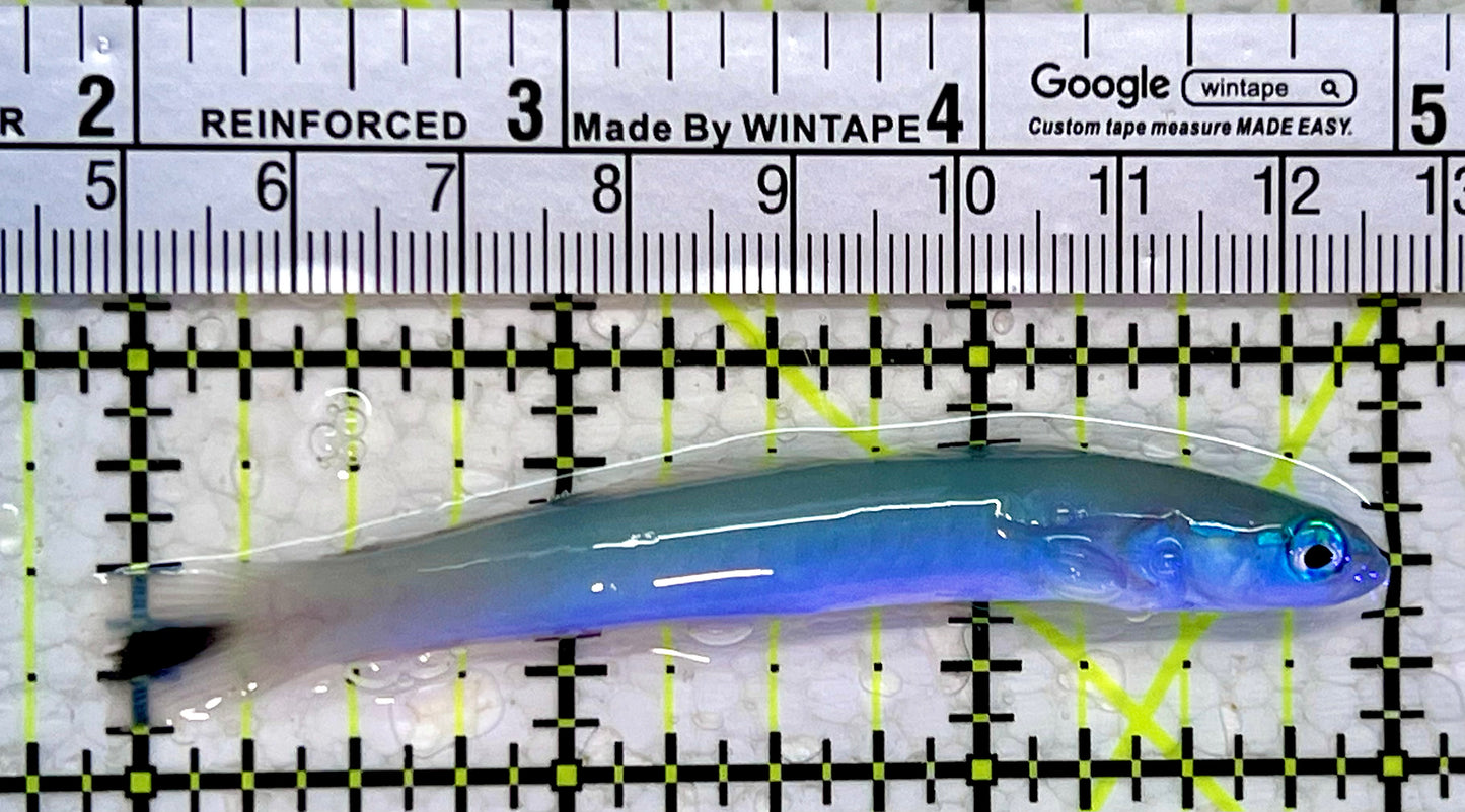 Blue Gudgeon Dartfish BGD112302 WYSIWYG Size: 3"