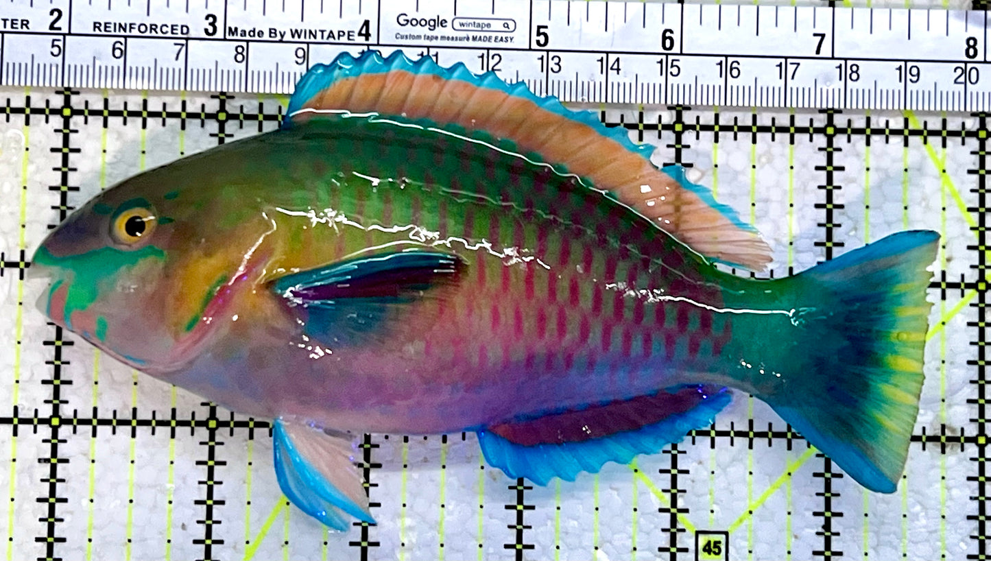 Princess Parrotfish PP112301 WYSIWYG Size: XL 6"