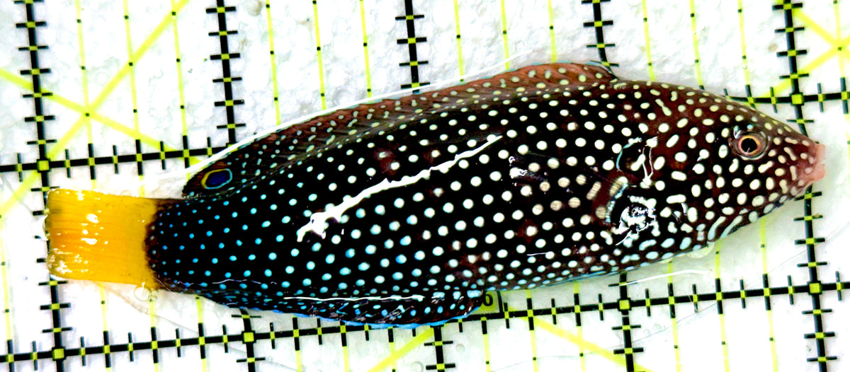Yellowtail Tamarin Wrasse YTW100301 WYSIYWG Size: XL 4" approx