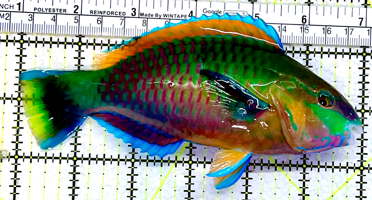 Princess Parrotfish PP112302 WYSIWYG Size: XL 6"