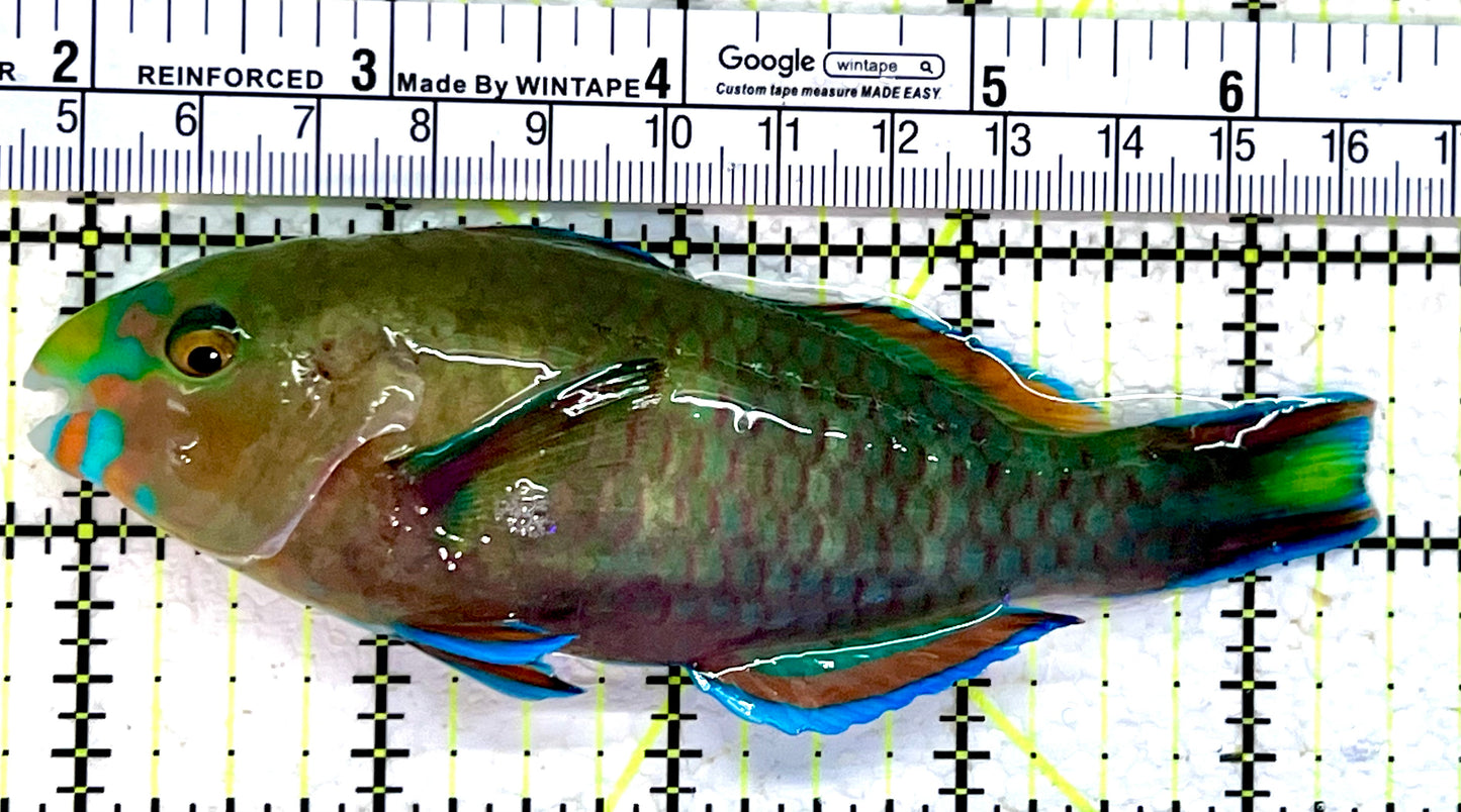 Princess Parrotfish PP112303 WYSIWYG Size: XL 5.75"