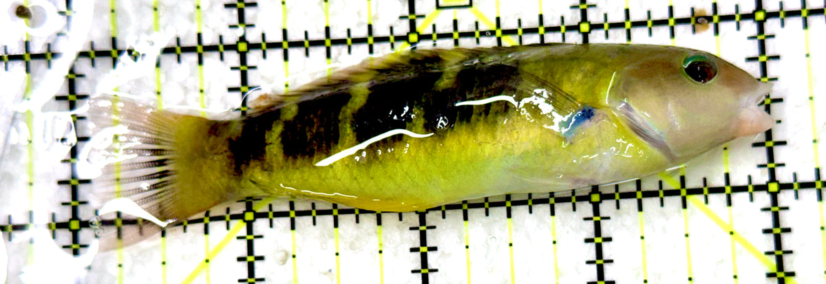 Hardwicke Wrasse HW100301 WYSIWYG Size: SHOW 4" approx