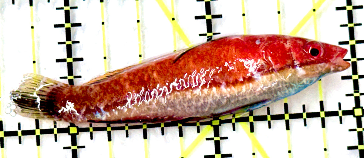 HighFin Fairy Wrasse (Maldives Special Grade) HFW100301 WYSIWYG Size: XL 2.5" approx