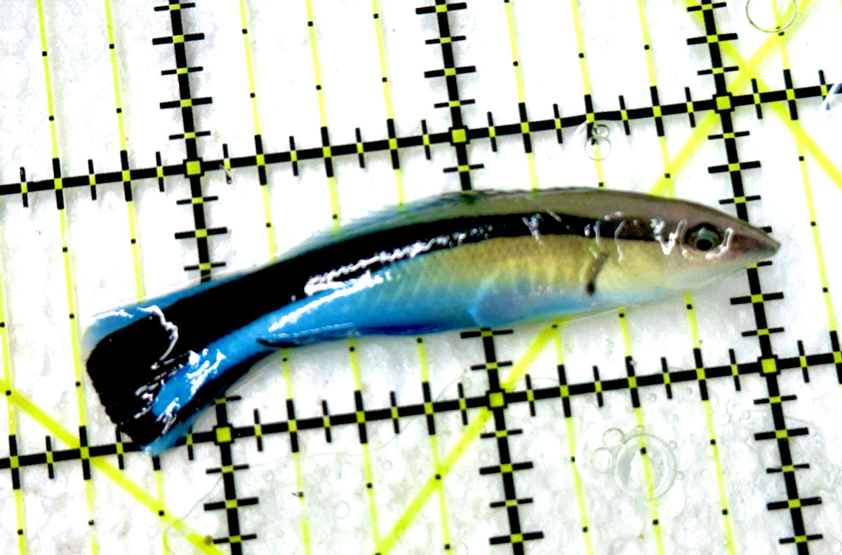 Blue Cleaner Wrasse BCW100302 WYSIWYG Size: XL 2.5” approx