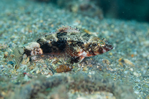 Pygmy Sea Bass