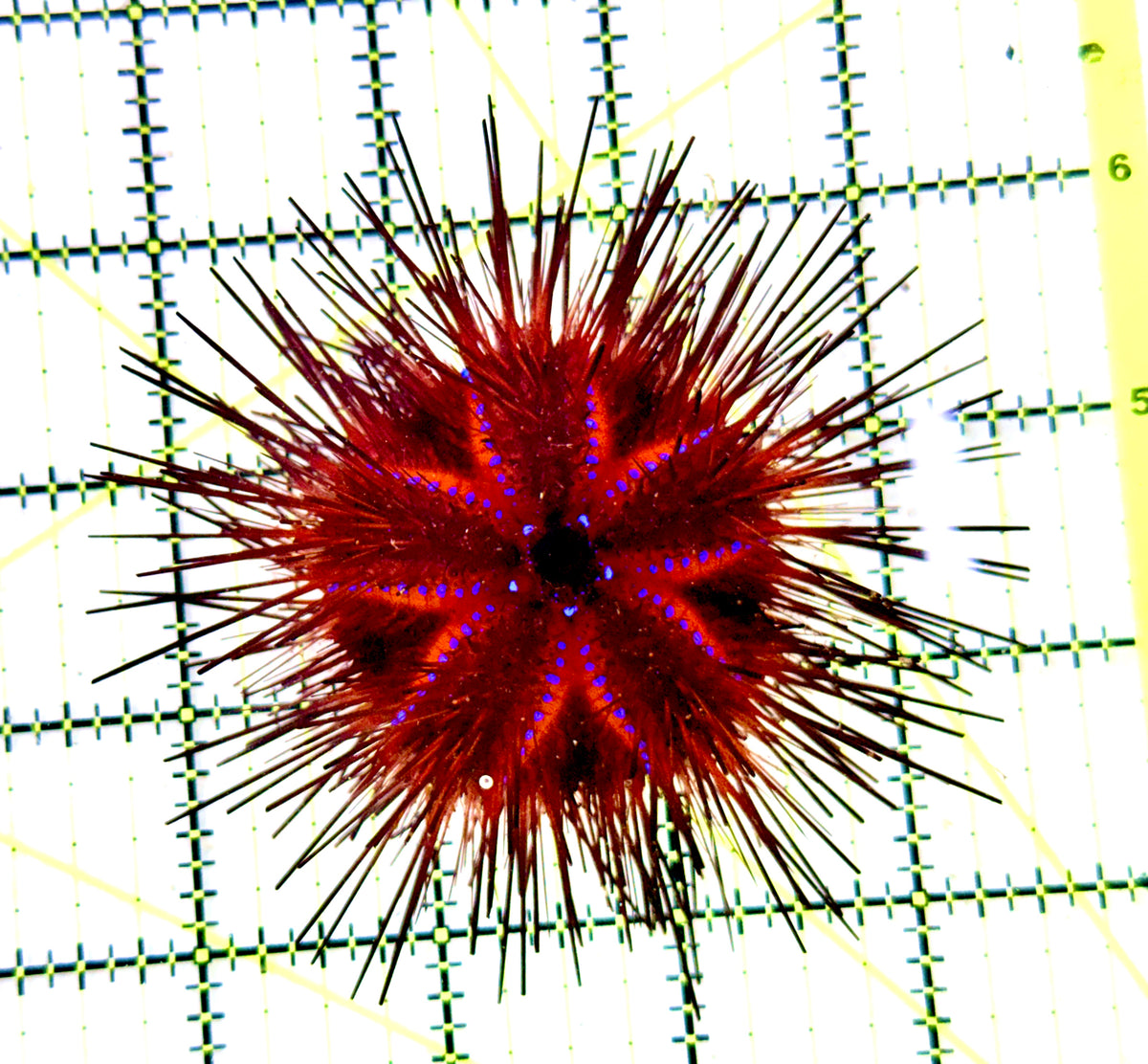 Red Blue Spotted Radiata Urchin RBSRU100301 WYSIWYG Size: L 4" approx