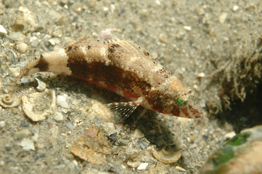 Pygmy Sea Bass
