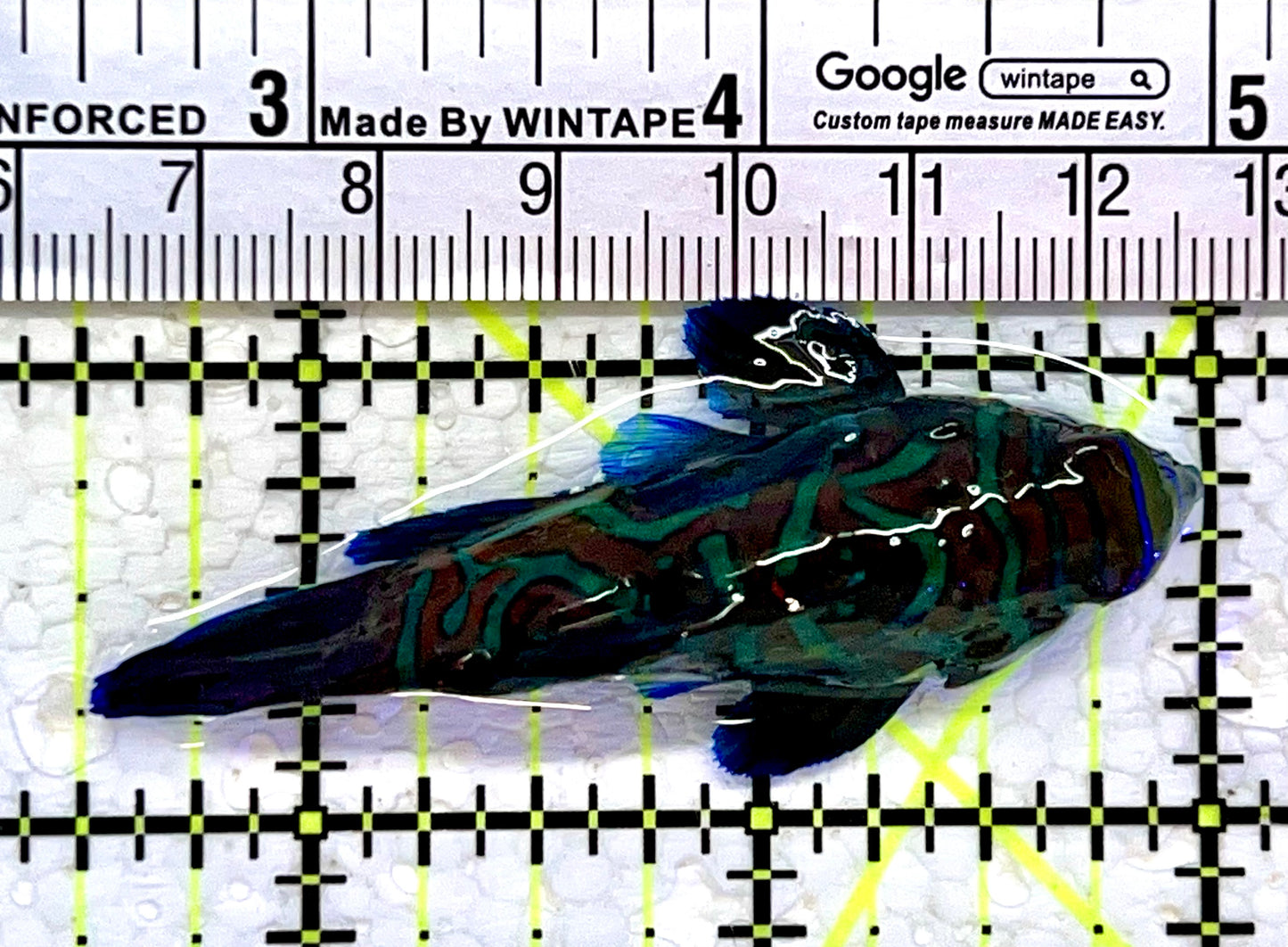 Green Mandarin Dragonet GMD112301 WYSIWYG Size: L 2.5"