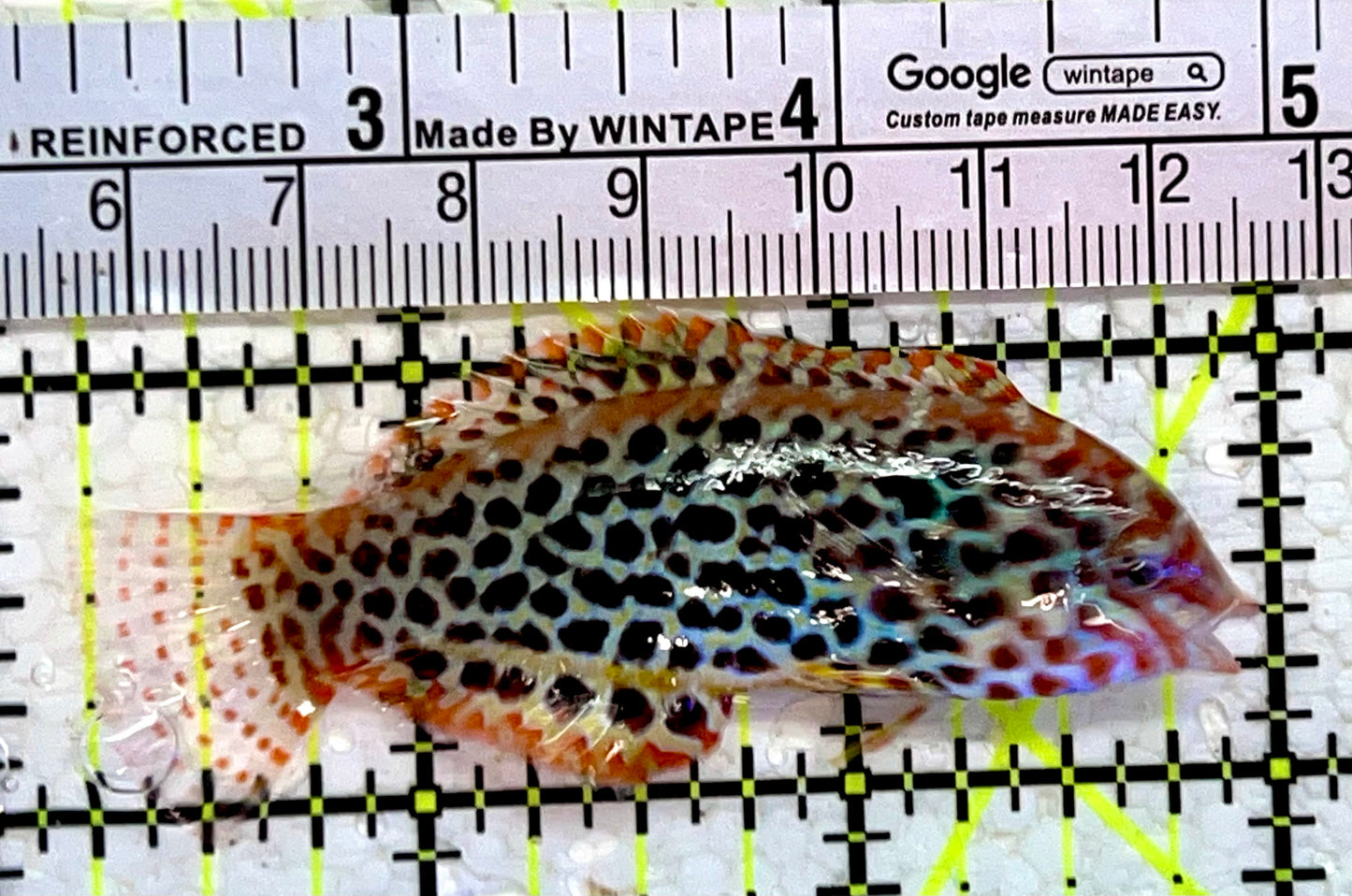 Meleagris Leopard Wrasse MLW112301 WYSIWYG Size: L 2.75"
