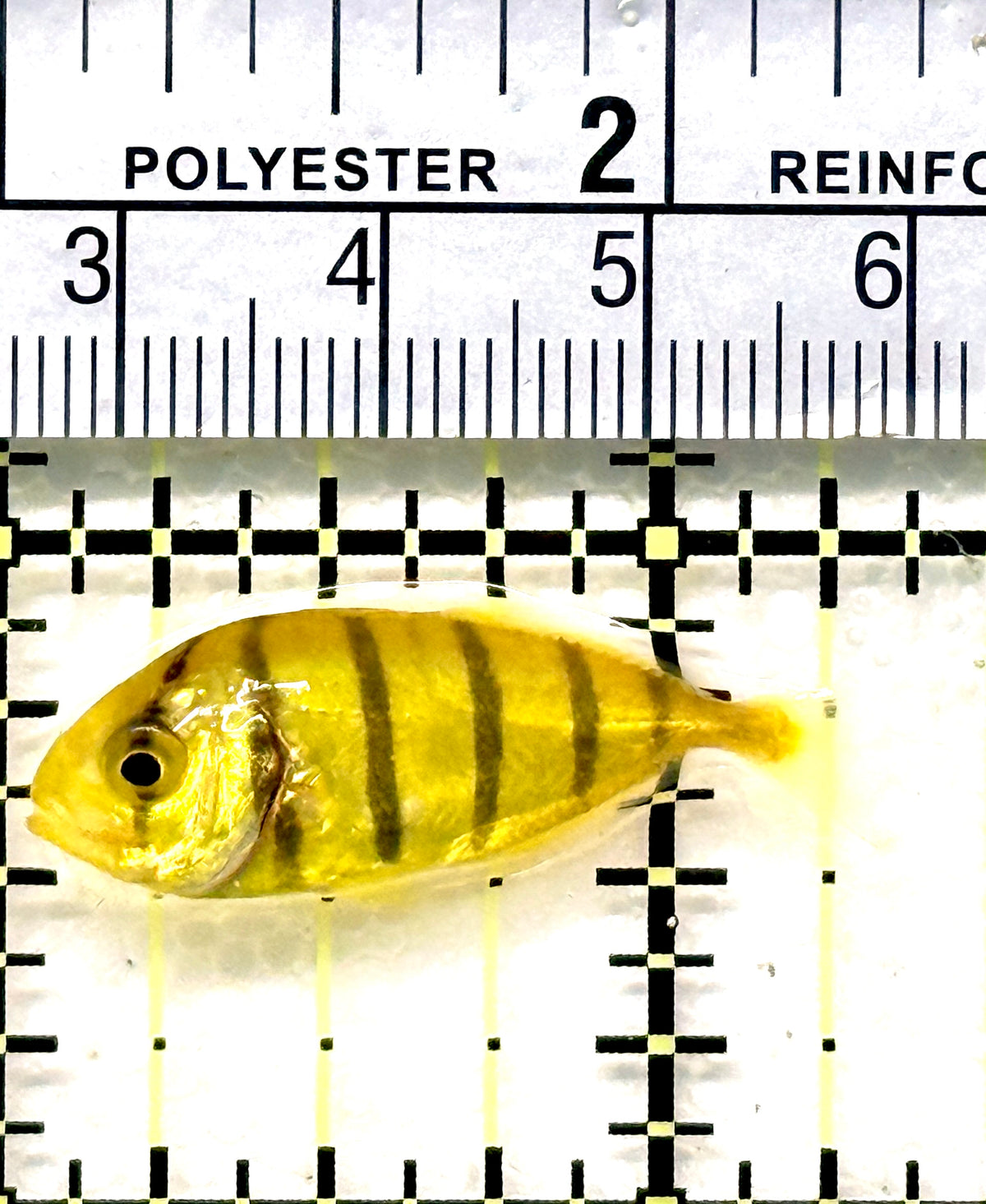 Gold Black Pilot Fish GBPF100601 WYSIWYG Size: Tiny 1.25" approx