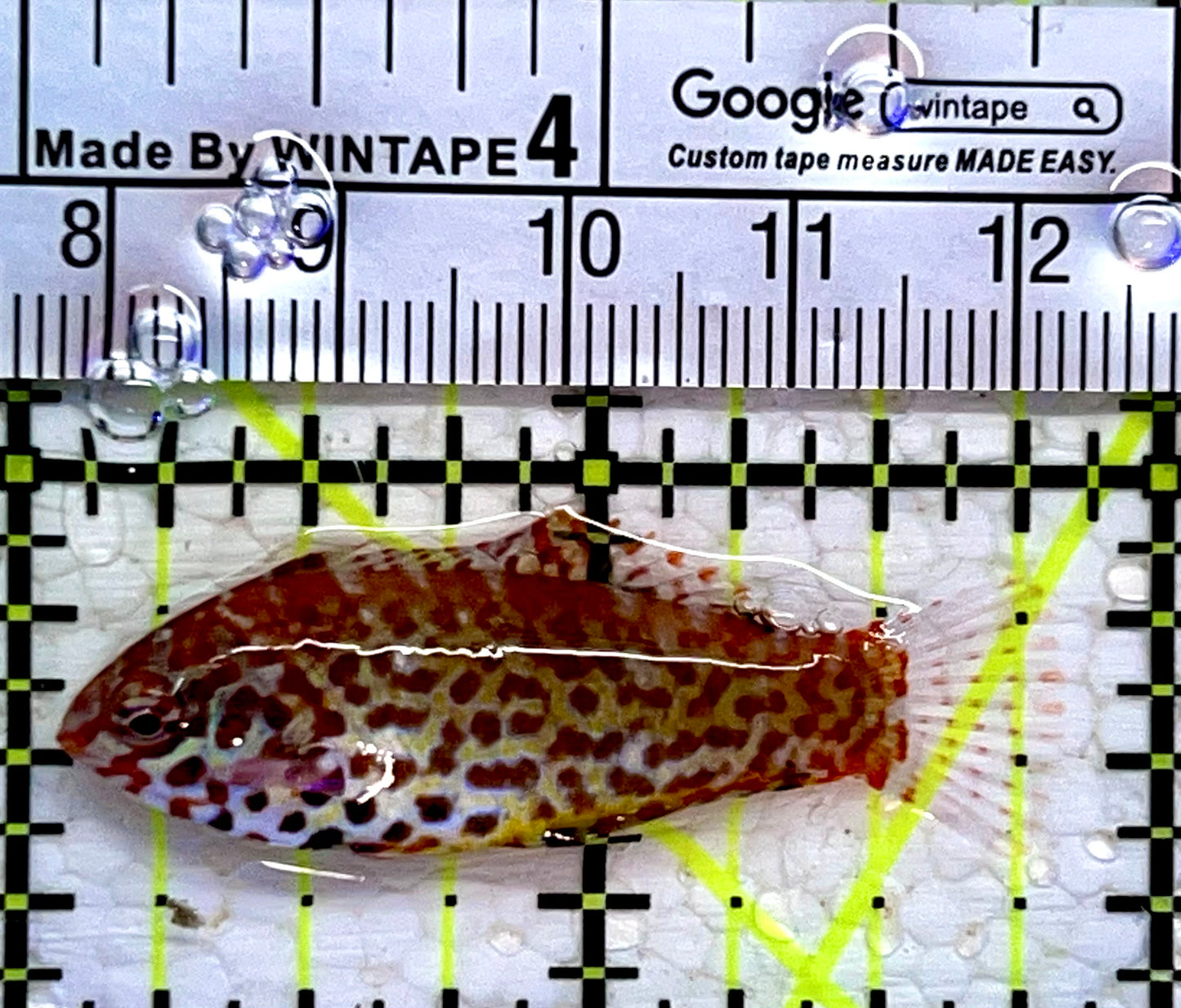 Meleagris Leopard Wrasse MLW112302 WYSIWYG Size: S 1.75"