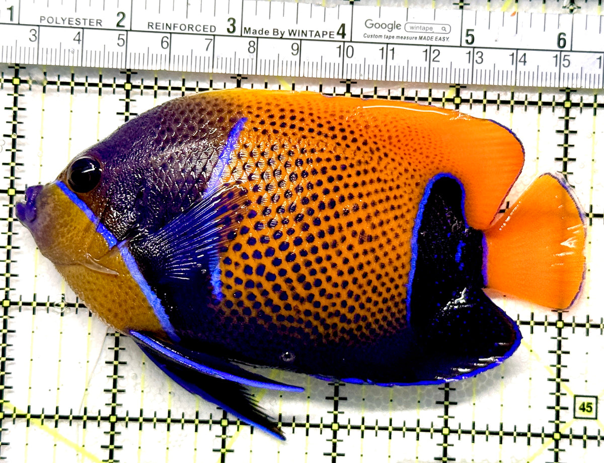 Majestic Angelfish MA100601 WYSIWYG Size: XL 5.25" approx
