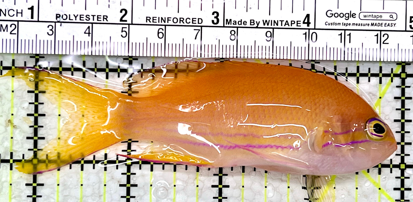 Squareback Anthias (Female) SAF112301 WYSIWYG Size: XL 4.25"