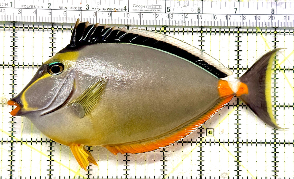 Naso Tang NT100601 WYSIWYG Size: XXL 7.5" approx