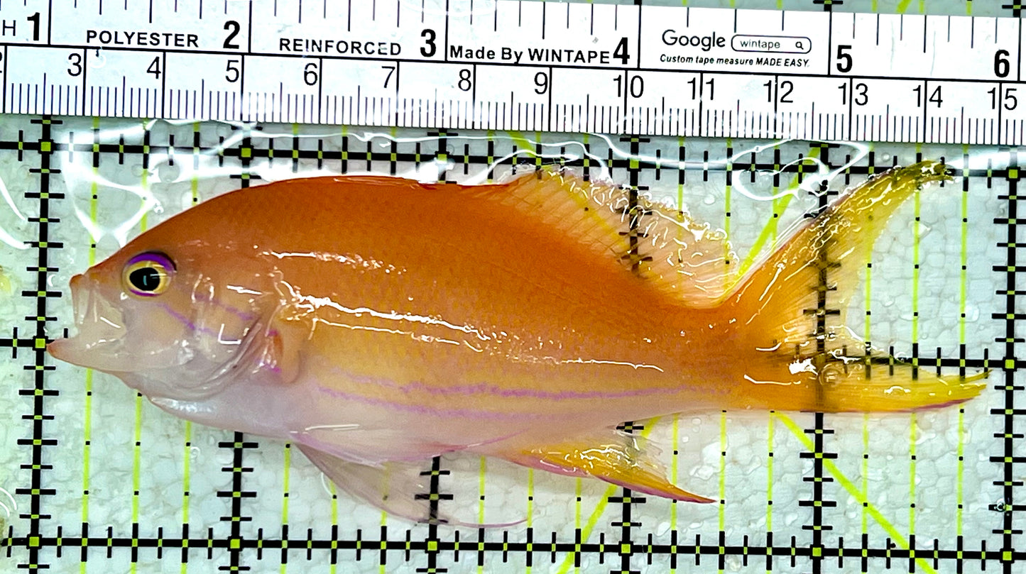 Squareback Anthias (Female) SAF112302 WYSIWYG Size: XL 5