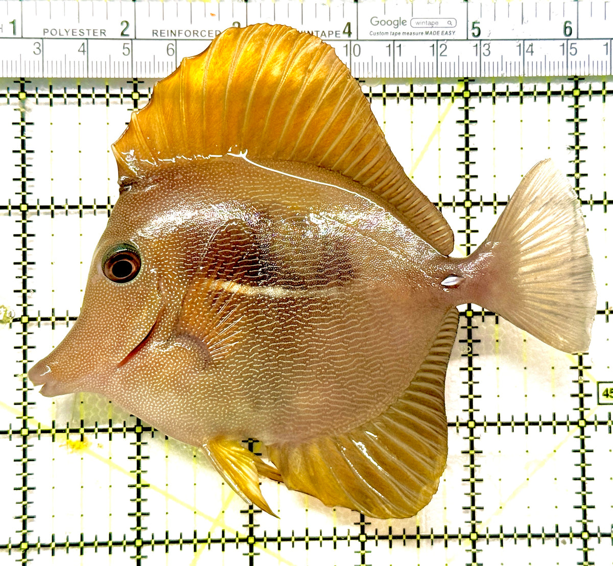Rare Hybrid Yellow (Hawaiian Yellow Tang x Scopas Tang) Scopas Tang RHYST100301 WYSIWYG Size: XXXL 5" approx