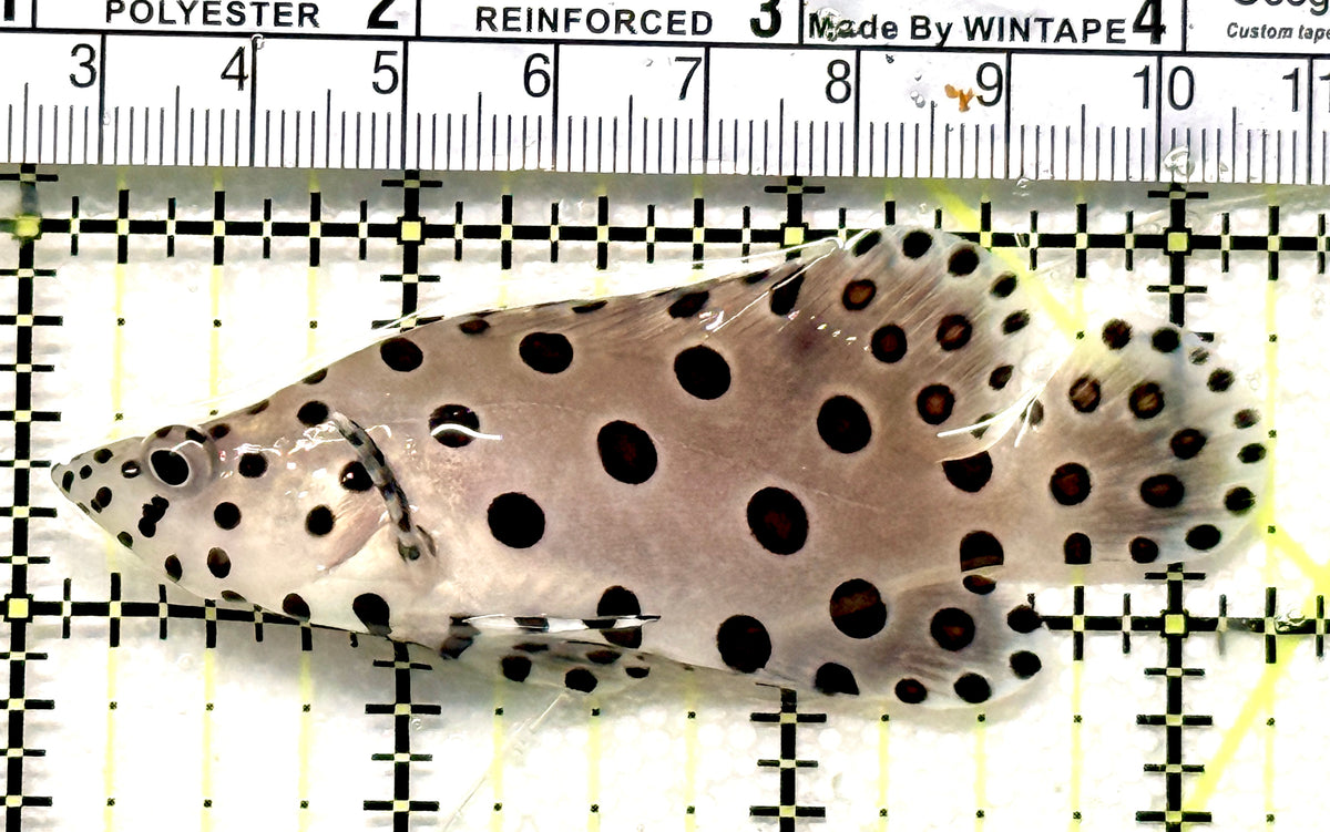 Panther Grouper PG100601 WYSIWYG Size: M 3.25" approx